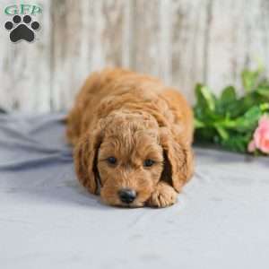 Teresa, Mini Goldendoodle Puppy